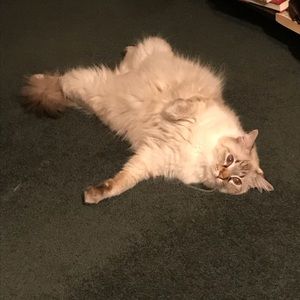 Meet your Posher, Michael